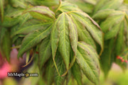 - Acer oliverianum ‘Hot Chicken’ Japanese Maple - Mr Maple │ Buy Japanese Maple Trees