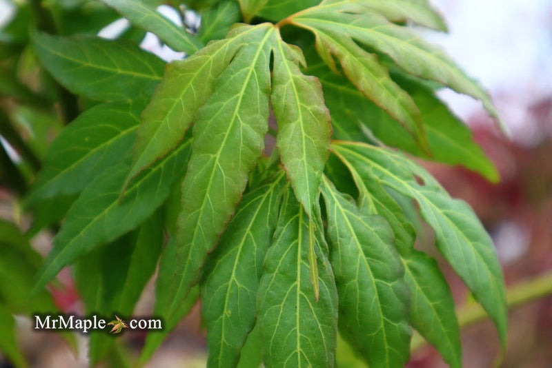 - Acer oliverianum ‘Hot Chicken’ Japanese Maple - Mr Maple │ Buy Japanese Maple Trees