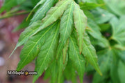 - Acer oliverianum ‘Hot Chicken’ Japanese Maple - Mr Maple │ Buy Japanese Maple Trees
