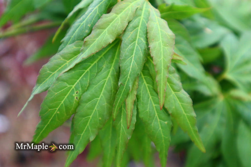 - Acer oliverianum ‘Hot Chicken’ Japanese Maple - Mr Maple │ Buy Japanese Maple Trees