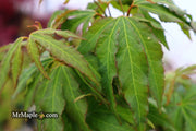- Acer oliverianum ‘Hot Chicken’ Japanese Maple - Mr Maple │ Buy Japanese Maple Trees
