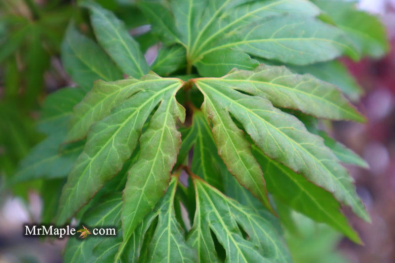 - Acer oliverianum ‘Hot Chicken’ Japanese Maple - Mr Maple │ Buy Japanese Maple Trees