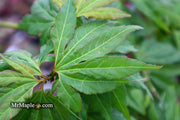 - Acer oliverianum ‘Hot Chicken’ Japanese Maple - Mr Maple │ Buy Japanese Maple Trees