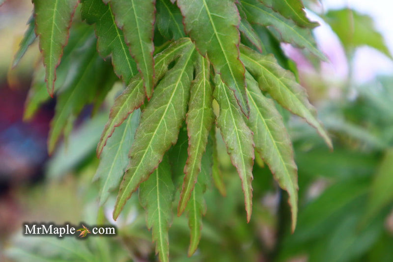 - Acer oliverianum ‘Hot Chicken’ Japanese Maple - Mr Maple │ Buy Japanese Maple Trees