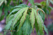 - Acer oliverianum ‘Hot Chicken’ Japanese Maple - Mr Maple │ Buy Japanese Maple Trees