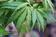 - Acer oliverianum ‘Hot Chicken’ Japanese Maple - Mr Maple │ Buy Japanese Maple Trees