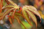 - Acer oliverianum ‘Hot Chicken’ Japanese Maple - Mr Maple │ Buy Japanese Maple Trees
