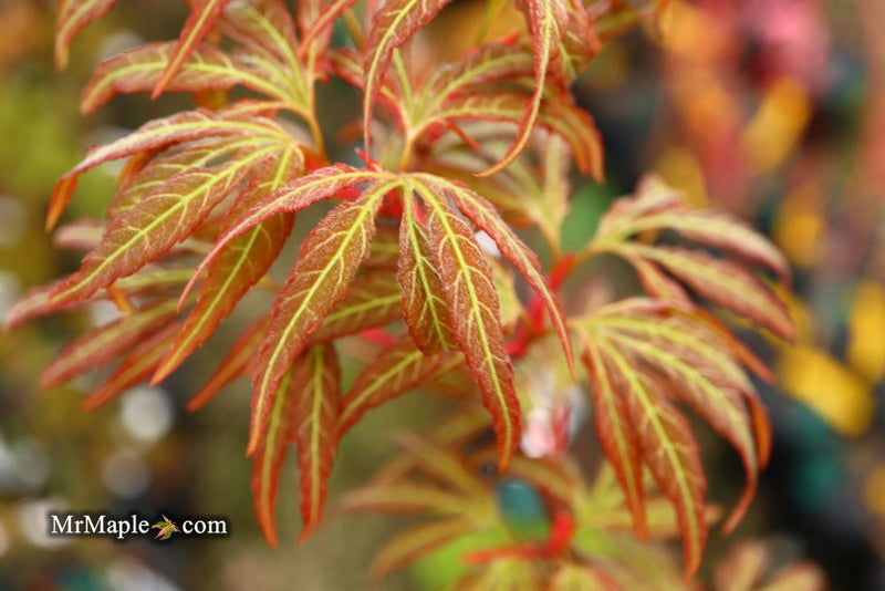 - Acer oliverianum ‘Hot Chicken’ Japanese Maple - Mr Maple │ Buy Japanese Maple Trees