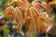 - Acer oliverianum ‘Hot Chicken’ Japanese Maple - Mr Maple │ Buy Japanese Maple Trees