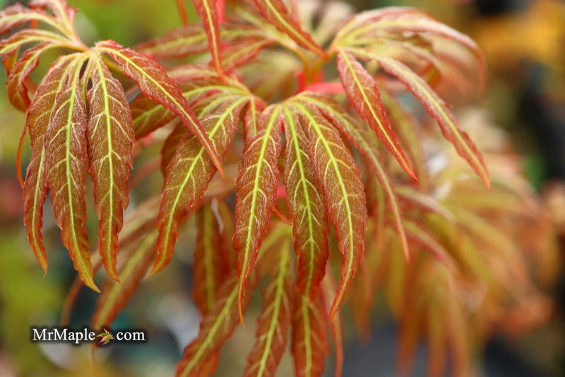 - Acer oliverianum ‘Hot Chicken’ Japanese Maple - Mr Maple │ Buy Japanese Maple Trees