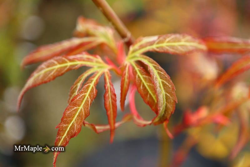 - Acer oliverianum ‘Hot Chicken’ Japanese Maple - Mr Maple │ Buy Japanese Maple Trees