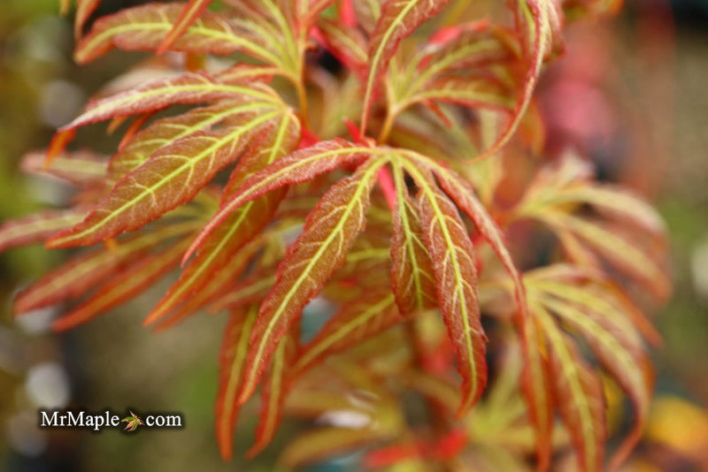 - Acer oliverianum ‘Hot Chicken’ Japanese Maple - Mr Maple │ Buy Japanese Maple Trees