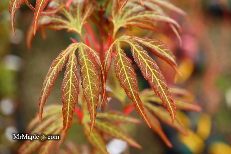 - Acer oliverianum ‘Hot Chicken’ Japanese Maple - Mr Maple │ Buy Japanese Maple Trees