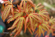 - Acer oliverianum ‘Hot Chicken’ Japanese Maple - Mr Maple │ Buy Japanese Maple Trees