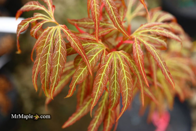 - Acer oliverianum ‘Hot Chicken’ Japanese Maple - Mr Maple │ Buy Japanese Maple Trees