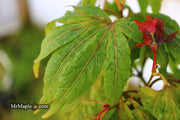 - Acer oliverianum ‘Hot Chicken’ Japanese Maple - Mr Maple │ Buy Japanese Maple Trees