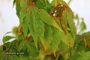- Acer oliverianum ‘Hot Chicken’ Japanese Maple - Mr Maple │ Buy Japanese Maple Trees