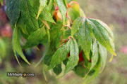 - Acer oliverianum ‘Hot Chicken’ Japanese Maple - Mr Maple │ Buy Japanese Maple Trees