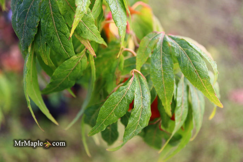 - Acer oliverianum ‘Hot Chicken’ Japanese Maple - Mr Maple │ Buy Japanese Maple Trees