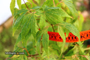 - Acer oliverianum ‘Hot Chicken’ Japanese Maple - Mr Maple │ Buy Japanese Maple Trees