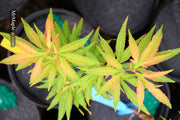 - Acer oliverianum ‘Hot Chicken’ Japanese Maple - Mr Maple │ Buy Japanese Maple Trees