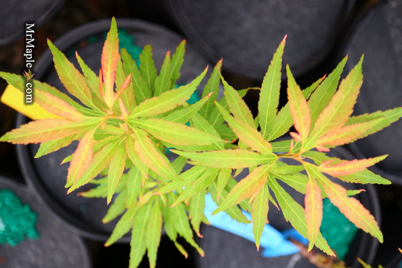 - Acer oliverianum ‘Hot Chicken’ Japanese Maple - Mr Maple │ Buy Japanese Maple Trees