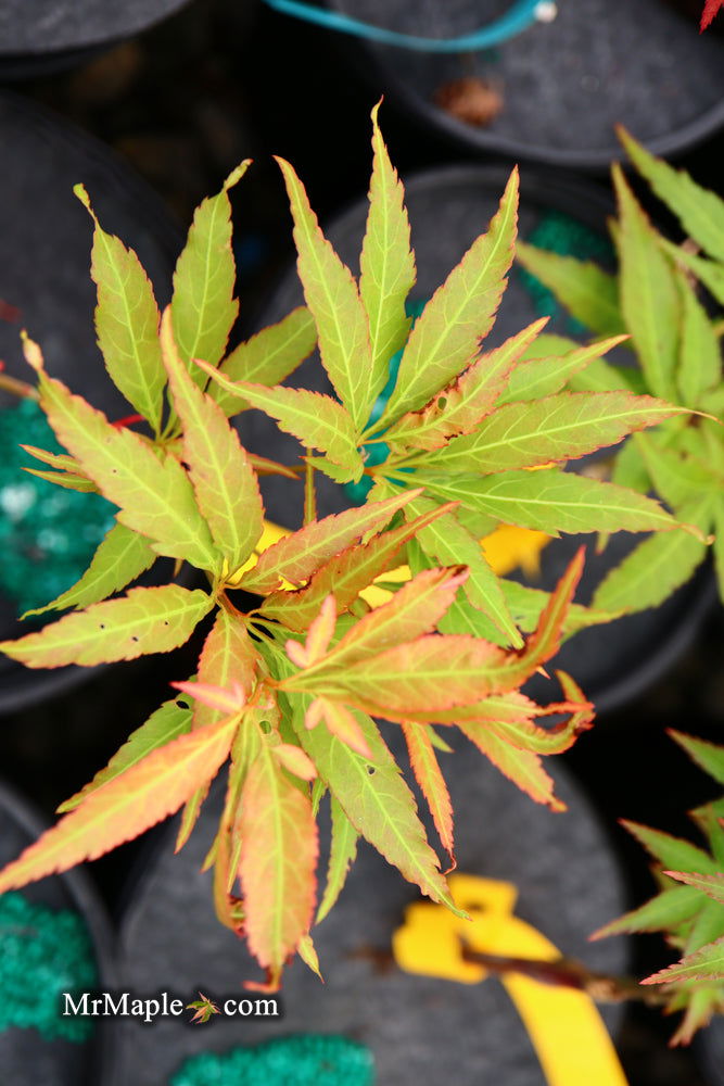 - Acer oliverianum ‘Hot Chicken’ Japanese Maple - Mr Maple │ Buy Japanese Maple Trees