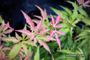 - Acer oliverianum ‘Hot Chicken’ Japanese Maple - Mr Maple │ Buy Japanese Maple Trees