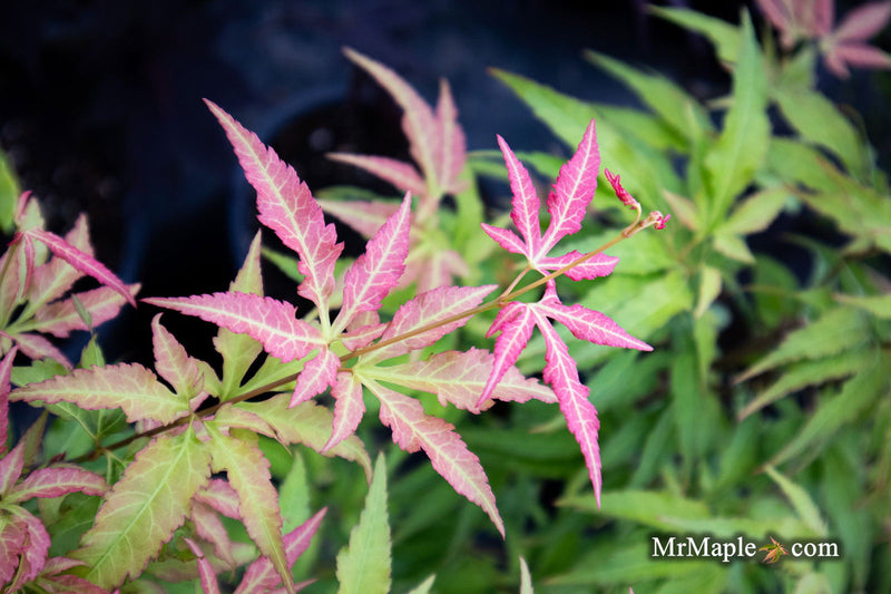 - Acer oliverianum ‘Hot Chicken’ Japanese Maple - Mr Maple │ Buy Japanese Maple Trees