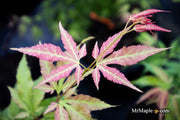 - Acer oliverianum ‘Hot Chicken’ Japanese Maple - Mr Maple │ Buy Japanese Maple Trees