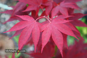 - Acer oliverianum ‘Hot Sauce’ Japanese Maple - Mr Maple │ Buy Japanese Maple Trees