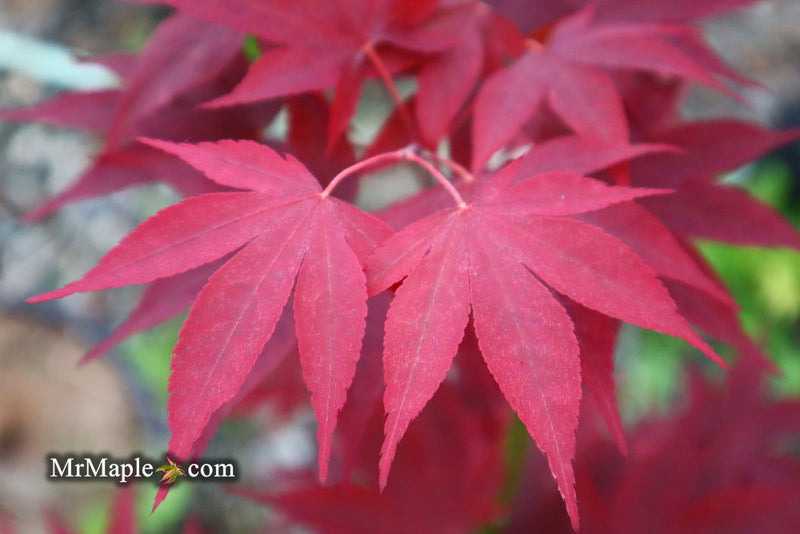 - Acer oliverianum ‘Hot Sauce’ Japanese Maple - Mr Maple │ Buy Japanese Maple Trees