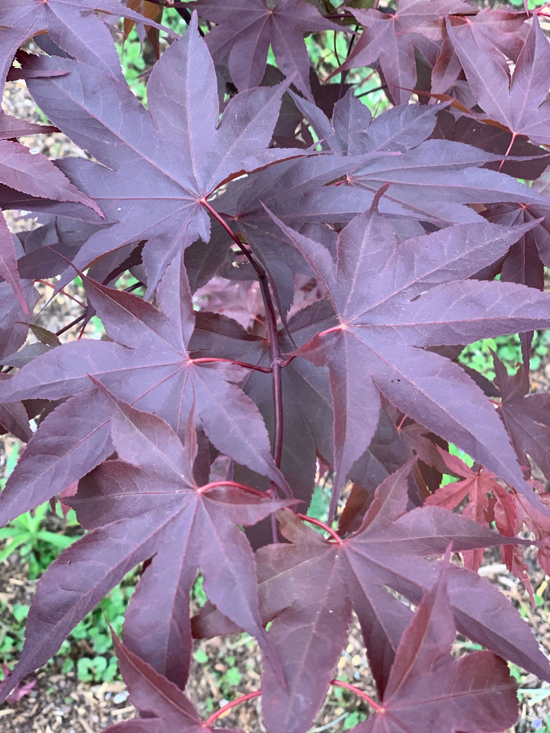 - Acer oliverianum ‘Hot Sauce’ Japanese Maple - Mr Maple │ Buy Japanese Maple Trees