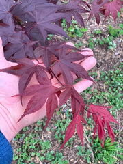 - Acer oliverianum ‘Hot Sauce’ Japanese Maple - Mr Maple │ Buy Japanese Maple Trees