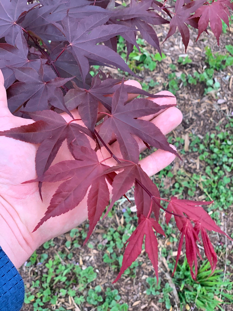 - Acer oliverianum ‘Hot Sauce’ Japanese Maple - Mr Maple │ Buy Japanese Maple Trees