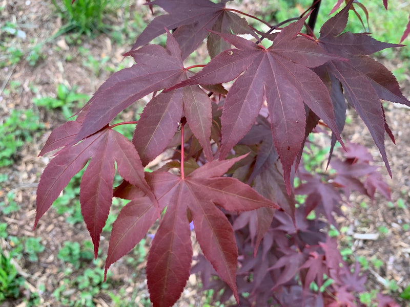 - Acer oliverianum ‘Hot Sauce’ Japanese Maple - Mr Maple │ Buy Japanese Maple Trees
