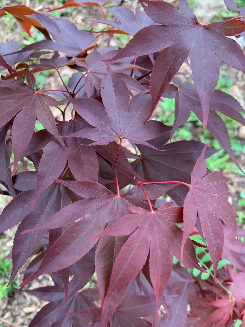 - Acer oliverianum ‘Hot Sauce’ Japanese Maple - Mr Maple │ Buy Japanese Maple Trees