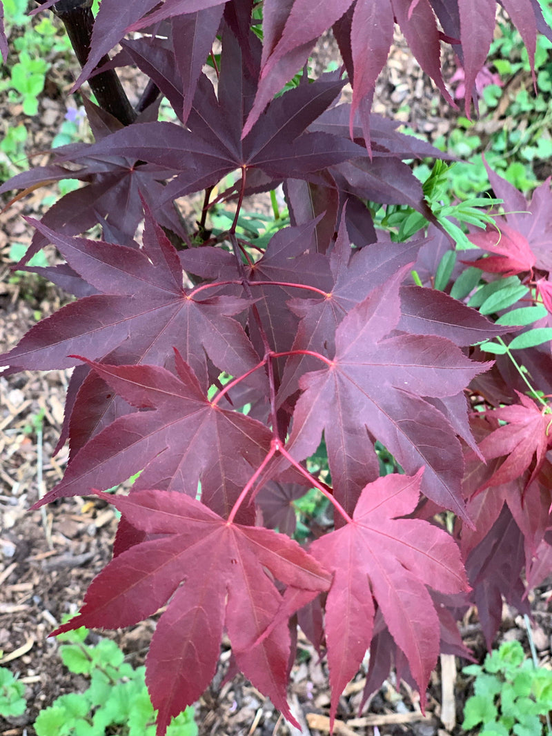 - Acer oliverianum ‘Hot Sauce’ Japanese Maple - Mr Maple │ Buy Japanese Maple Trees