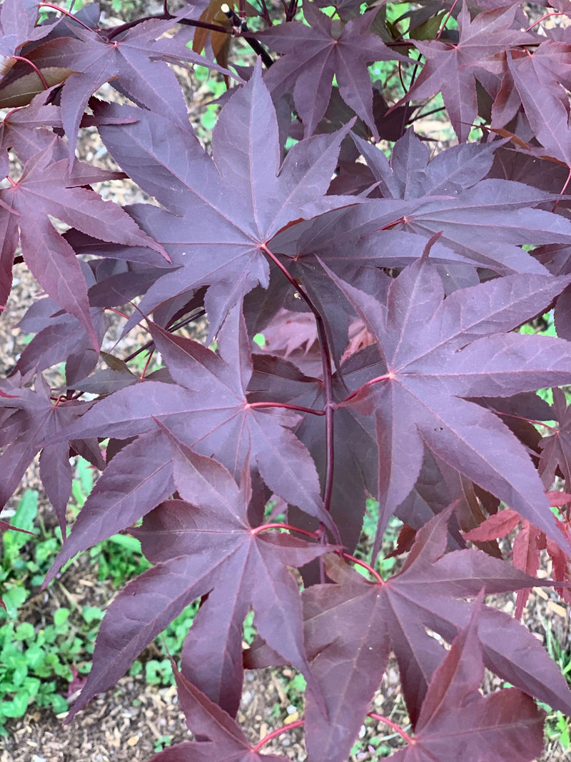 - Acer oliverianum ‘Hot Sauce’ Japanese Maple - Mr Maple │ Buy Japanese Maple Trees