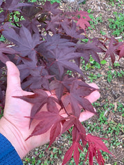 - Acer oliverianum ‘Hot Sauce’ Japanese Maple - Mr Maple │ Buy Japanese Maple Trees