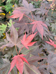 - Acer oliverianum ‘Hot Sauce’ Japanese Maple - Mr Maple │ Buy Japanese Maple Trees