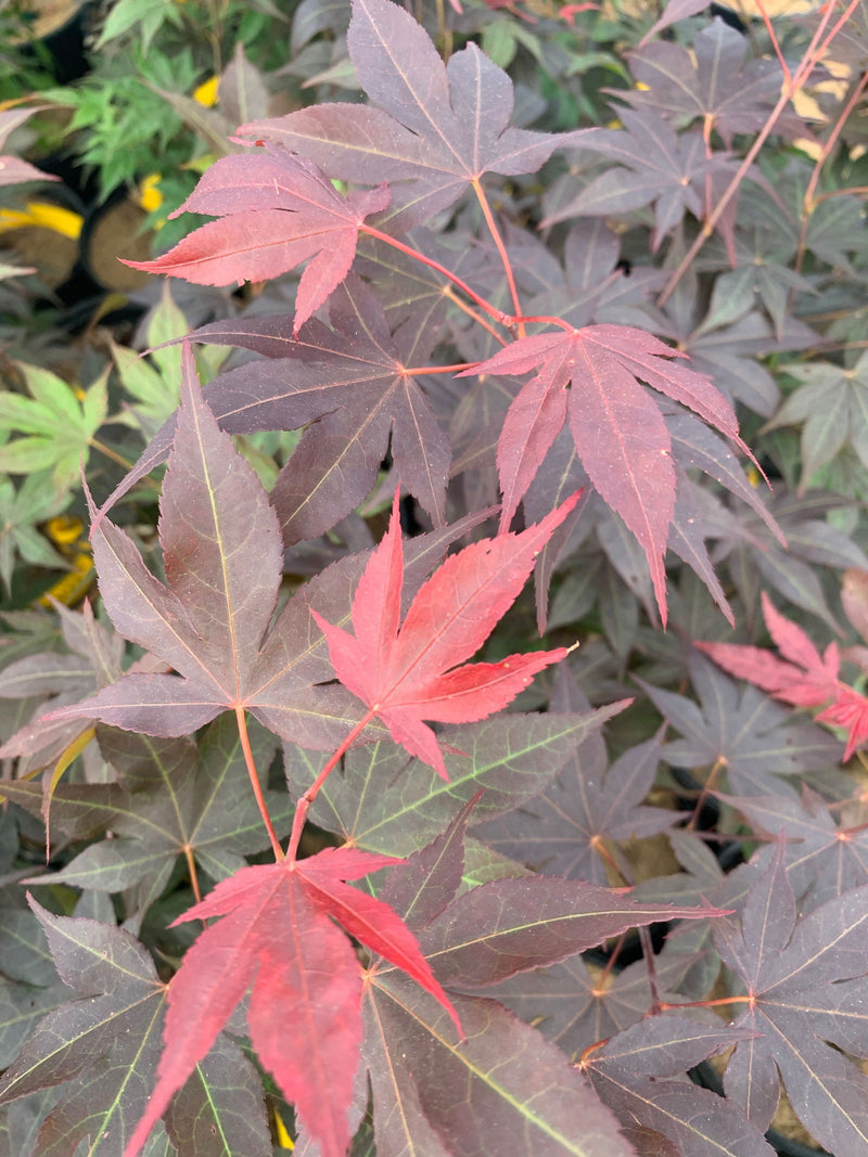 - Acer oliverianum ‘Hot Sauce’ Japanese Maple - Mr Maple │ Buy Japanese Maple Trees