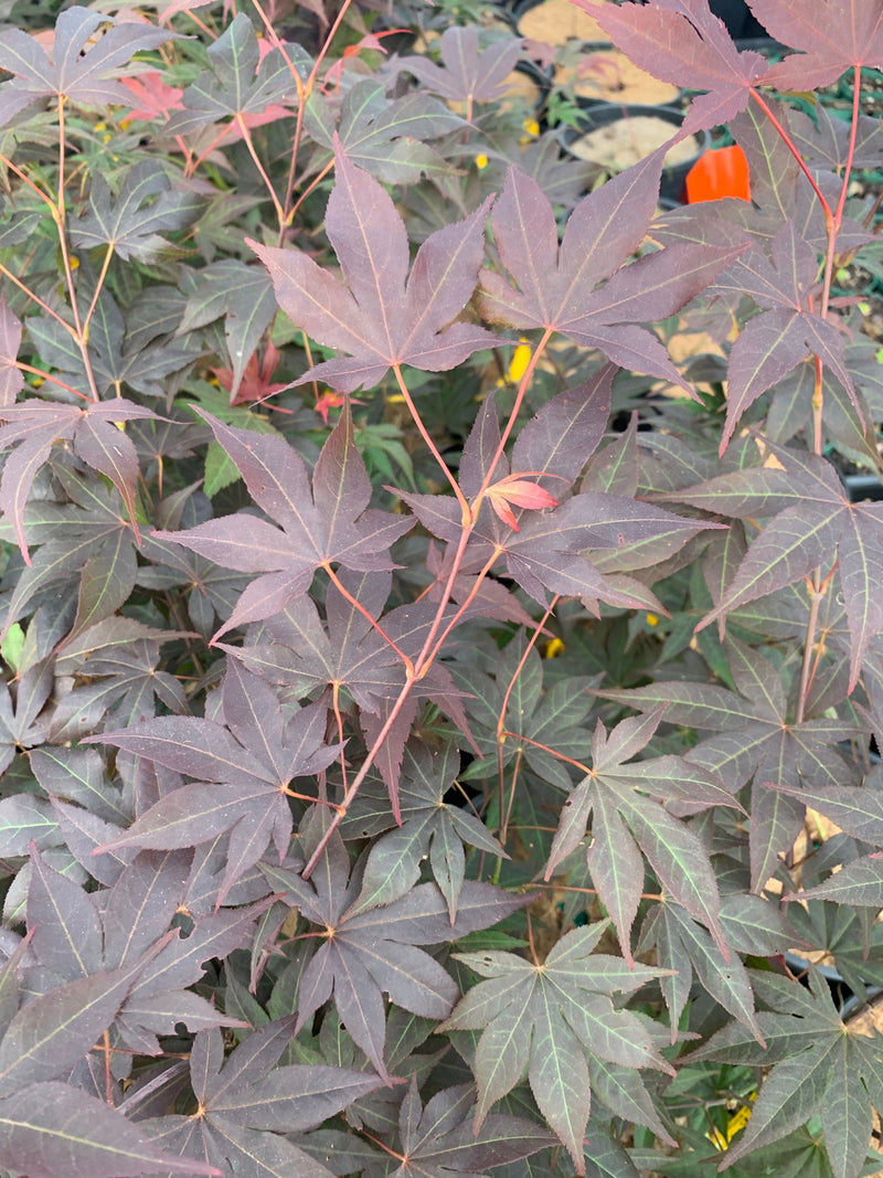 - Acer oliverianum ‘Hot Sauce’ Japanese Maple - Mr Maple │ Buy Japanese Maple Trees