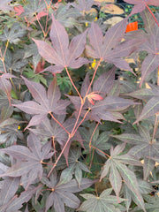 - Acer oliverianum ‘Hot Sauce’ Japanese Maple - Mr Maple │ Buy Japanese Maple Trees
