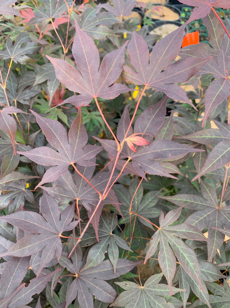 - Acer oliverianum ‘Hot Sauce’ Japanese Maple - Mr Maple │ Buy Japanese Maple Trees