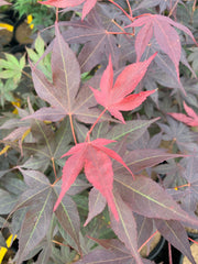 - Acer oliverianum ‘Hot Sauce’ Japanese Maple - Mr Maple │ Buy Japanese Maple Trees