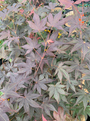 - Acer oliverianum ‘Hot Sauce’ Japanese Maple - Mr Maple │ Buy Japanese Maple Trees