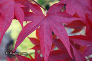 - Acer oliverianum ‘Hot Sauce’ Japanese Maple - Mr Maple │ Buy Japanese Maple Trees
