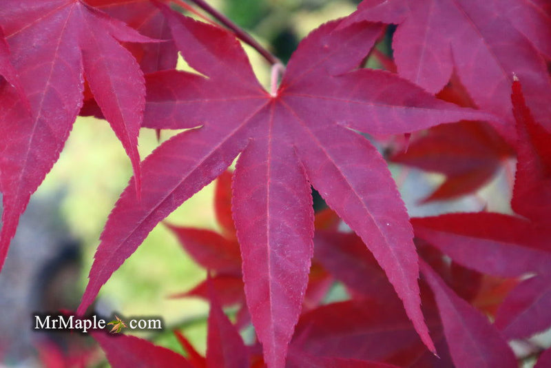 - Acer oliverianum ‘Hot Sauce’ Japanese Maple - Mr Maple │ Buy Japanese Maple Trees