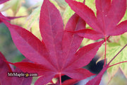 - Acer oliverianum ‘Hot Sauce’ Japanese Maple - Mr Maple │ Buy Japanese Maple Trees